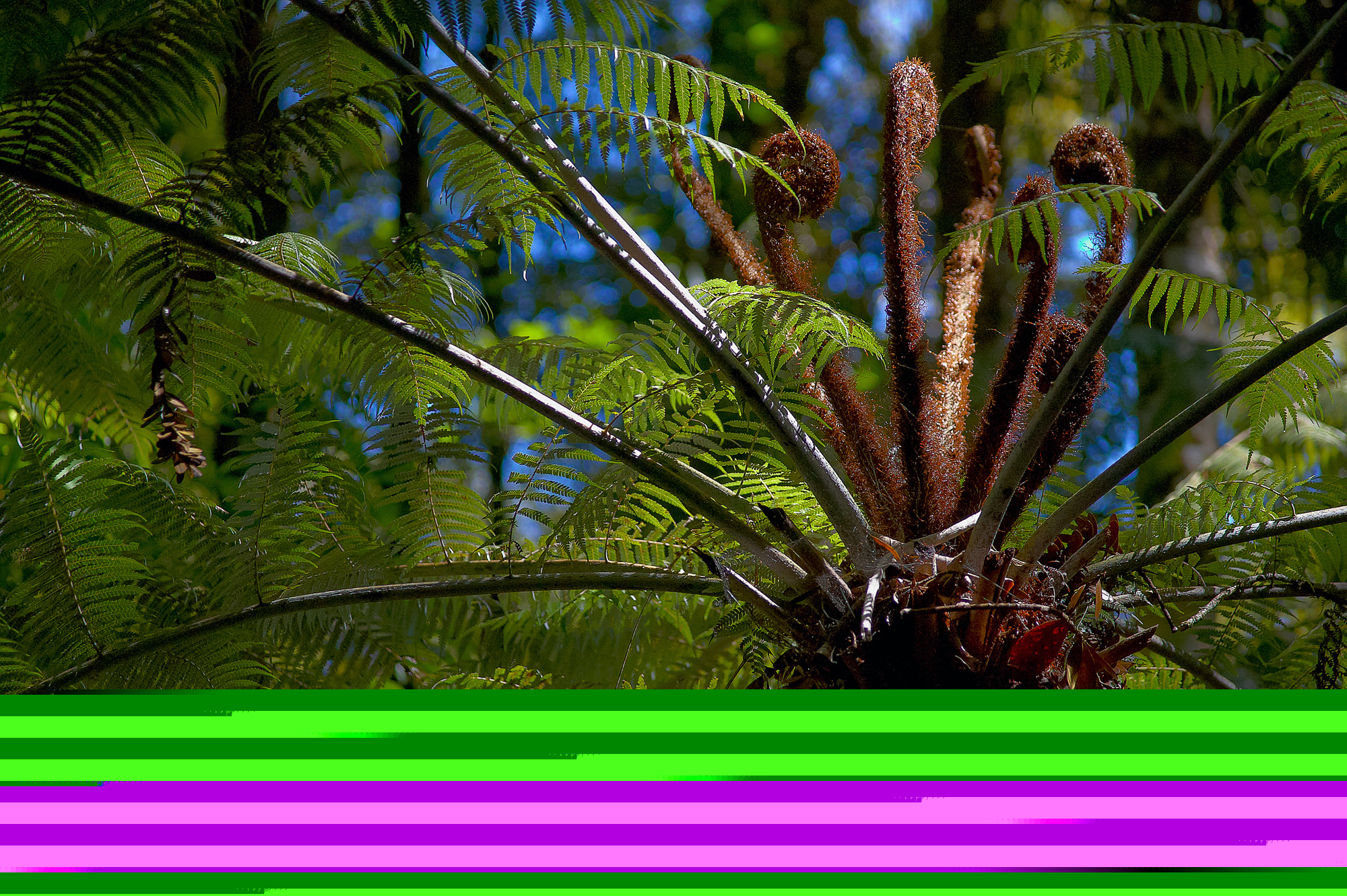 fern tree